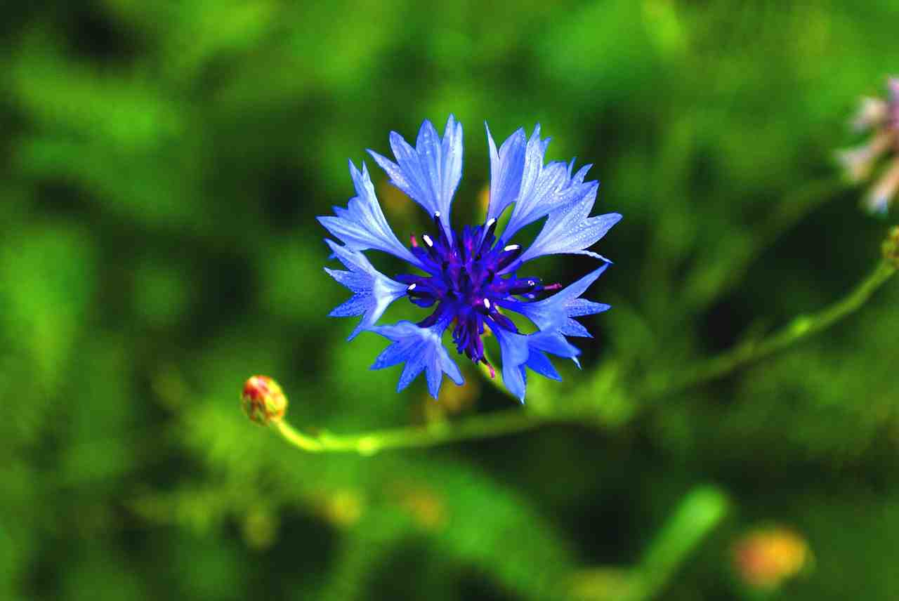 fleur, à l'état sauvage, bleu